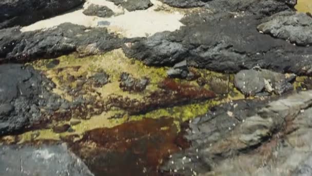 Basen Pływowy Skalista Rafa Śmieciami Oceanu Tsukazaki Tide Pools Japonia — Wideo stockowe