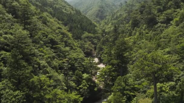 Ostrov Yakushima Japonsko Shiratani Unsuikyo Ravine Aerial Tilt Reveal — Stock video