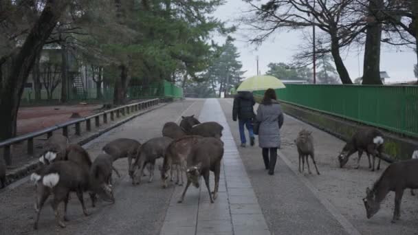 Нара Японія Голодні Олені Шукають Їжу Дощовий День Туристів — стокове відео