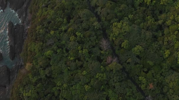 日本横岛上的清水岭滨海森林 空中视图 — 图库视频影像