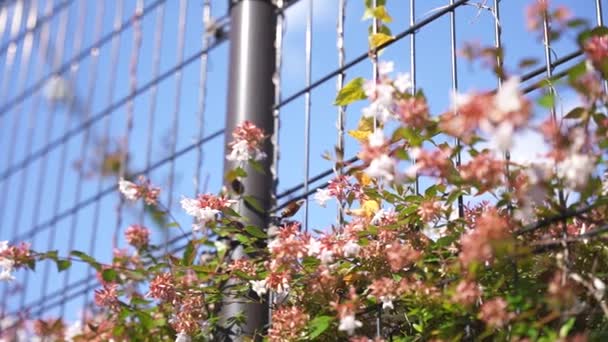 Kolibri Falter Trinkt Nektar Aus Weißen Blüten — Stockvideo