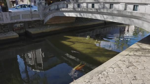 Puente Piedra Canal Kinosaki Onsen Koi Fish Escena Tranquila — Vídeo de stock