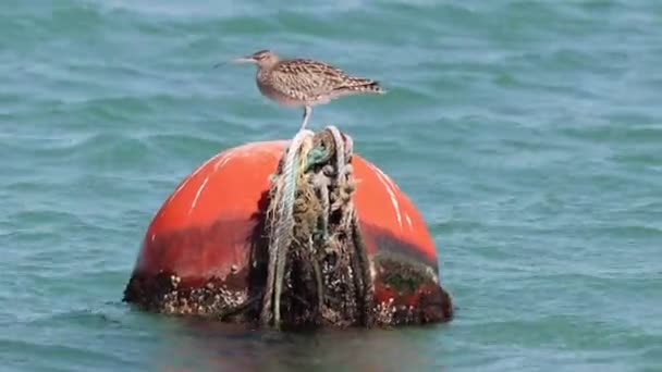 Pássaro Sentado Uma Bóia Bola Laranja Seguindo Oceano — Vídeo de Stock