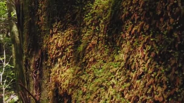 Mossa Träden Mononoke Forest Shiratani Unsuikyo Yakushima Japan — Stockvideo