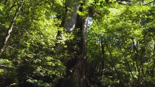 Arbre Yakusugi Géant Sur Île Yakushima Japon Sentier Randonnée Forêt — Video