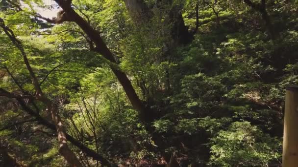 Yakushima Japon Jomon Sugi Ancien Arbre Cryptomeria Yakusugi Inclinaison Révélatrice — Video