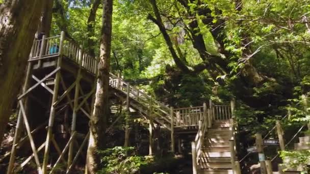 Jomon Sugi Plate Forme Observation Sur Île Yakushima Japon Établissement — Video