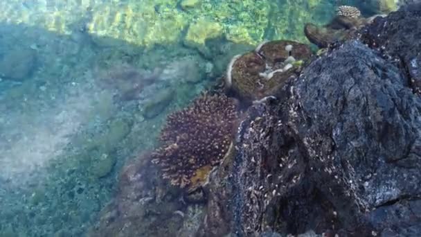鹿児島県屋久島サンゴ礁の塚崎潮プール — ストック動画