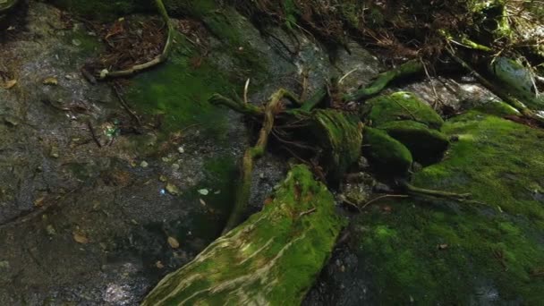 Shiratani Piso Floresta Unsuikyo Coberto Com Rochas Musgosas Ilha Yakushima — Vídeo de Stock