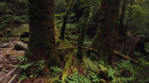 Moss Ősi Yakusugi Fák Yakushima Erdő Japán — Stock videók