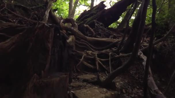 Yakushima Japán Alacsony Szögű Túra Titokzatos Erdőn Keresztül — Stock videók