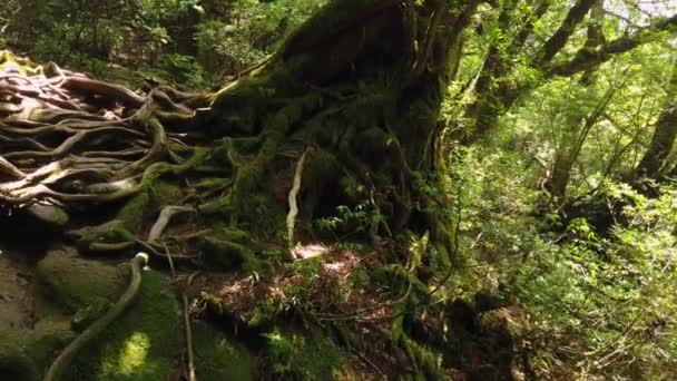 Yakushima Mononoke Forest Raízes Árvore Cedro Torcida Caminho Para Caminhadas — Vídeo de Stock