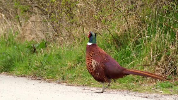 Male Pheasant Calls Ruffles His Feathers — Stock Video
