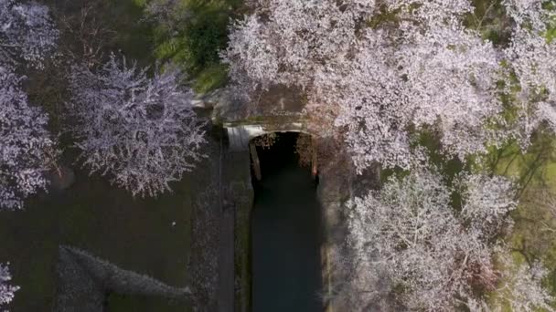 Canale Biwako Sorvolando Gli Alberi Sakura Primavera Otsu Prefettura Shiga — Video Stock