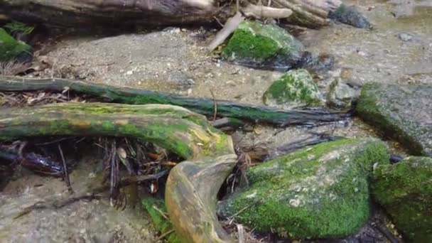 Yakushima Corrente Montanha Fechar Tiro Rochas Musgosas Água Pura — Vídeo de Stock