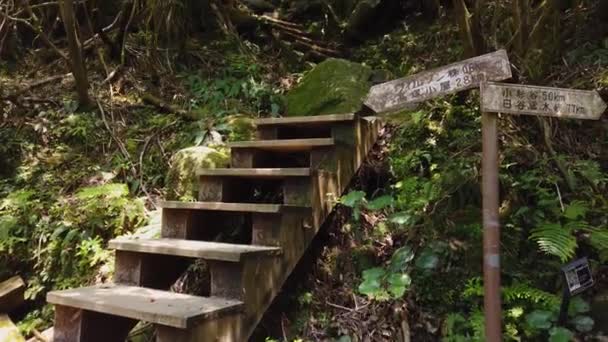 Sendero Senderismo Jomon Sugi Wilson Stump Signos Decadentes Isla Yakushima — Vídeos de Stock