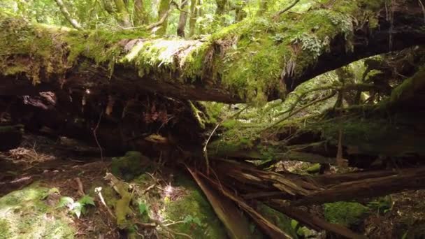 在雅库岛莫诺克森林腐烂的雪松树苔藓茂密的热带雨林 — 图库视频影像