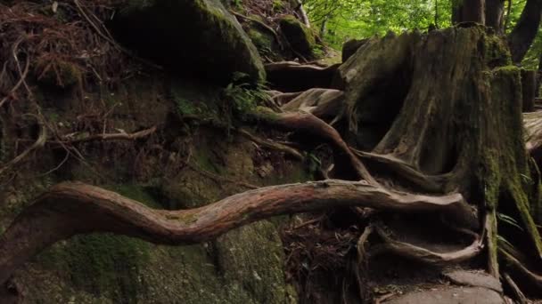Torcendo Raízes Árvores Cedro Japonesas Yakusugi Land Yakushima Japão — Vídeo de Stock