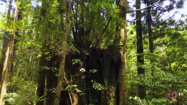 Cedro Segunda Generación Tierra Yakusugi Isla Yakushima Japón — Vídeo de stock