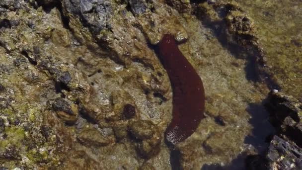 Sea Cucumber Tsukasaki Tide Pools Yakushima Japan — 비디오