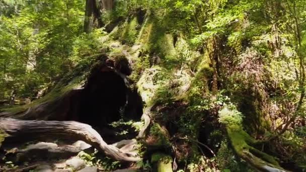 Wilson Fatörzs Barlang Yakushima Japán Pan Táj Erdő — Stock videók