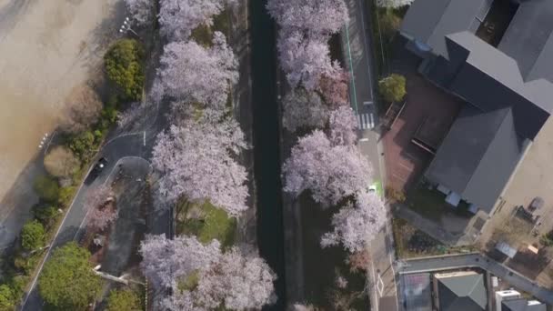 Sakura Bekleed Biwako Canal Shiga Japan Luchtfoto Van Lente Langs — Stockvideo