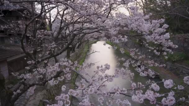 Omihachiman Moat Spring Breeze Spring Sakura Trees Shiga Japan — Stock video