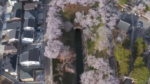 Sakura Bloeien Shiga Japan Langs Biwako Canal Luchtzicht — Stockvideo