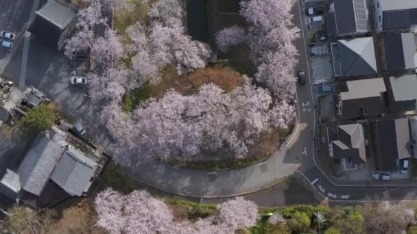 Biwako Kanalı Shiga Mahallesi Japonya Baharı Nda Havadan Aşağı Manzara — Stok video