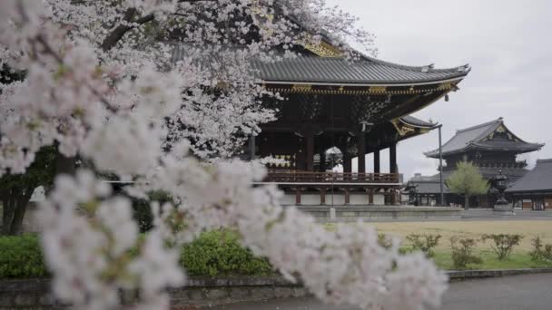 Higashi Honganji Tempel Kyoto Frühling Mit Sakura Blüte Japan — Stockvideo