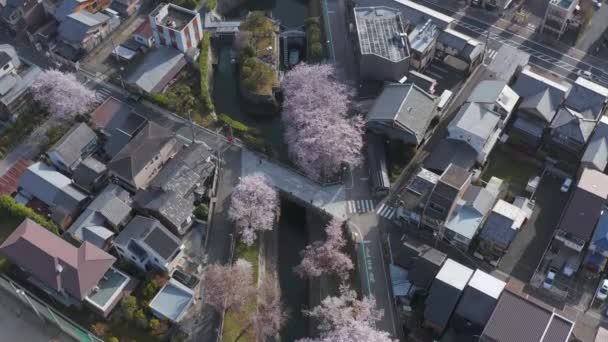 Otsu Stad Shiga Prefecture Sakura Langs Biwako Kanaal Het Voorjaar — Stockvideo