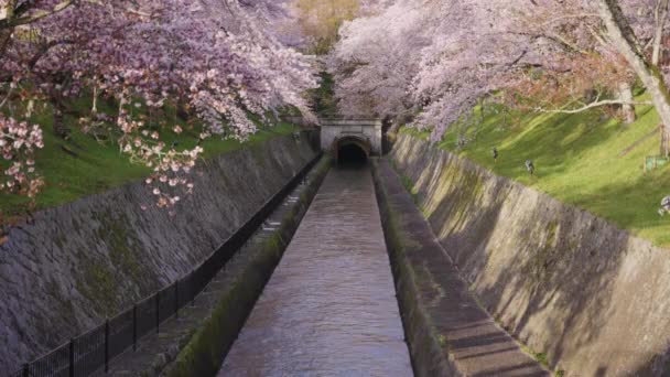 Lake Biwako Sosui Canal Spring Sakura Blooming Early Morning — стокове відео