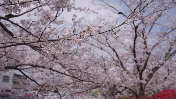 Sakura Blooming Japánban Tavaszi Koncepció Lövés Homályos Háttérrel — Stock videók