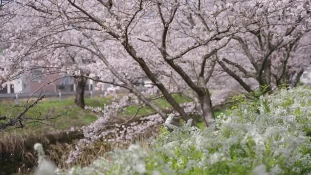 Sakura Kvetoucí Nad Japonskem Jaře Teplý Vánek Vanoucí Skrz Květiny — Stock video