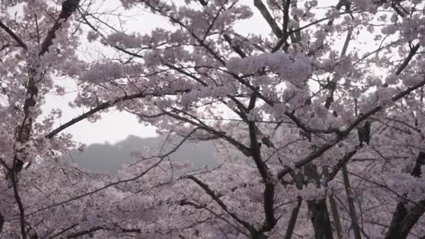 Сакура Цветет Рассвете Рано Утром Японии — стоковое видео