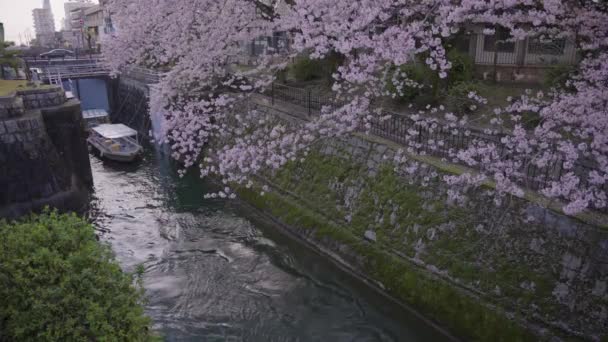 Baharda Biwako Kanalı Otsu Sosui Sakura Çiçeği — Stok video