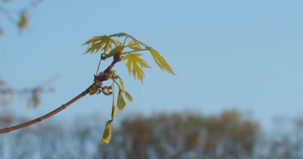 Viery Μοναδεσ Φυλλαδεσ Προσφορα Και Tiny Branch Spring Season — Αρχείο Βίντεο