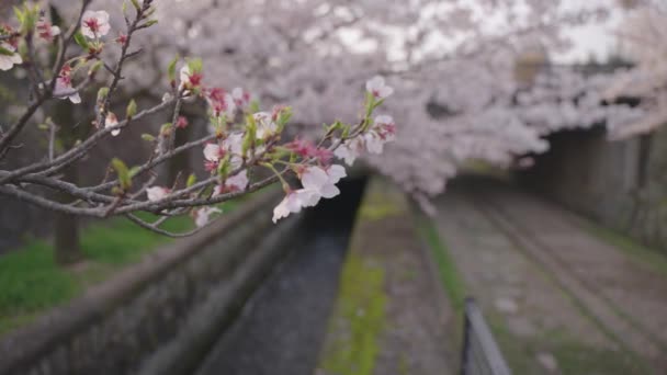 Fiori Ciliegio Sul Keage Incline Focus Rack Reveal Shot Kyoto — Video Stock