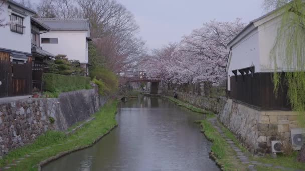 Hachiman Moat Shiga Prefecture Japan 사쿠라 — 비디오