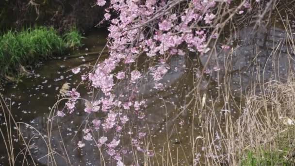 사쿠라 Petals Flowing Stream Slow Motion Spring Shot Japan — 비디오