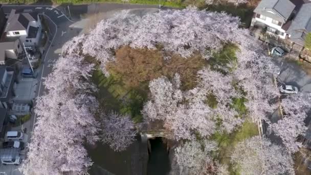 Tilt Onthullen Van Biwako Sosui Canal Sakura Full Bloom Luchtfoto — Stockvideo