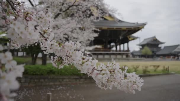 Higashi Honganji Temple Kyoto Japão Primavera Sakura Bloom Rack Focus — Vídeo de Stock