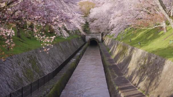 Biwako Sosui Canal Bij Zonsopgang Bekleed Met Sakura Bomen Bloeien — Stockvideo