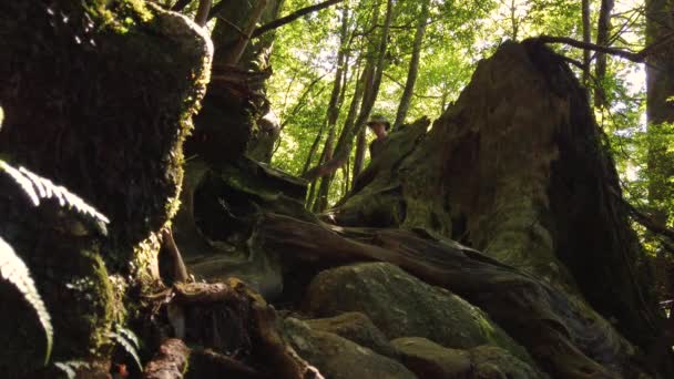 Yakushima Mononoke Forest Hiking Course Hombre Caminando Por Bosque Japón — Vídeos de Stock