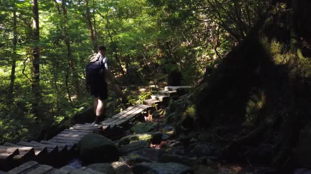 Túrázás Shiratani Unsuikyo Yakushima Sziget Japán — Stock videók