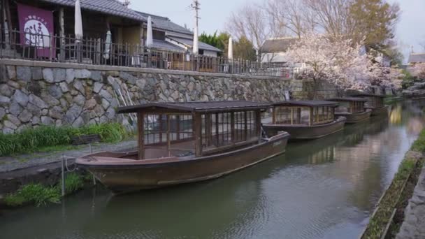 Omihachiman Moat Boats Την Ανοιξιάτικη Περίοδο Τον Sakura Ανθίζει Ιαπωνία — Αρχείο Βίντεο