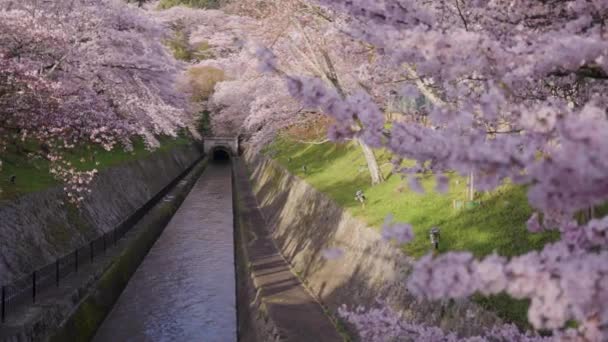 Canale Biwako All Inizio Della Primavera Sakura Fioritura Della Vecchia — Video Stock