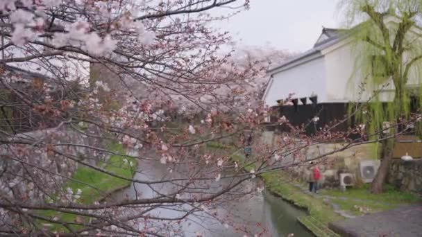 Körsbärsblommor Vinden Över Omihachiman Moat Shiga Prefektur Japan — Stockvideo