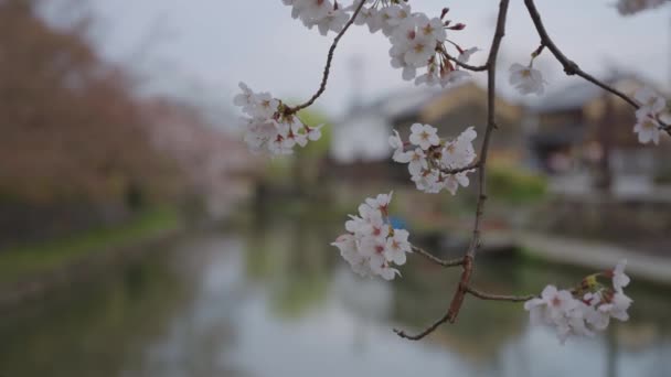 Κοντινό Πλάνο Του Sakura Την Εστίαση Σχάρα Αποκαλύπτοντας Omihachiman Τάφρο — Αρχείο Βίντεο