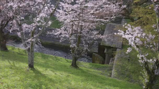 Kirschbäume Blühen Über Biwako Sosui Old Waterway Canal Shiga Japan — Stockvideo